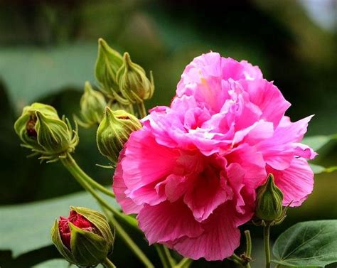 芙蓉養殖|芙蓉花的養殖方法